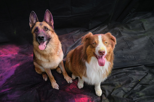 German and Australian Shepherd with colorful Holi colors on faces sit together on black fabric background and looks up smiling. Portrait of two dogs posing with paints, top view.