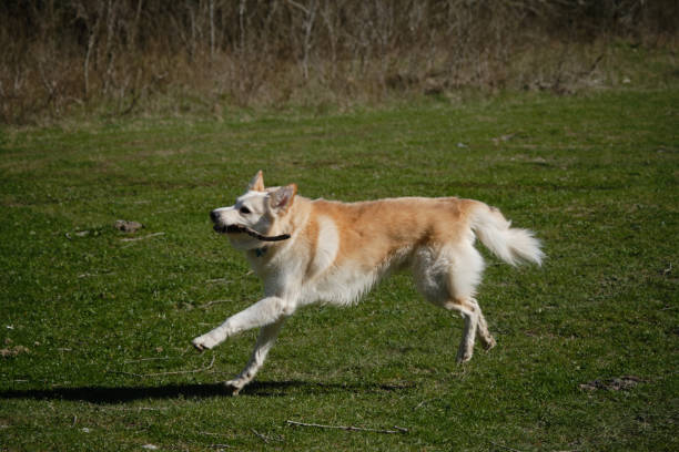 istock Concept of pets on walk in park. Charming active and energetic mongrel on lawn having fun. Side view. White red half breed shepherd dog runs on green grass in field and plays with stick. 1488135693