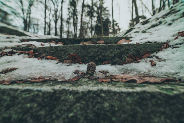 stairs in the park at winter