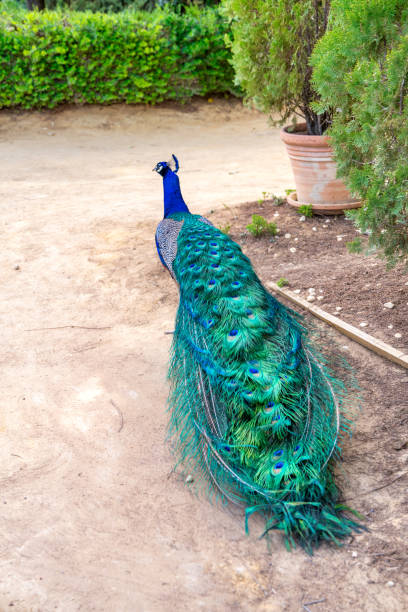 istock A beautiful peacock with closed wings 1488136677