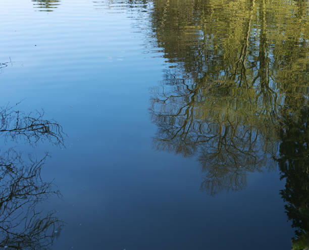 istock selective focus on reflections of tree branches in the pond. Fuzzy branches like a cobweb under water 1488138776