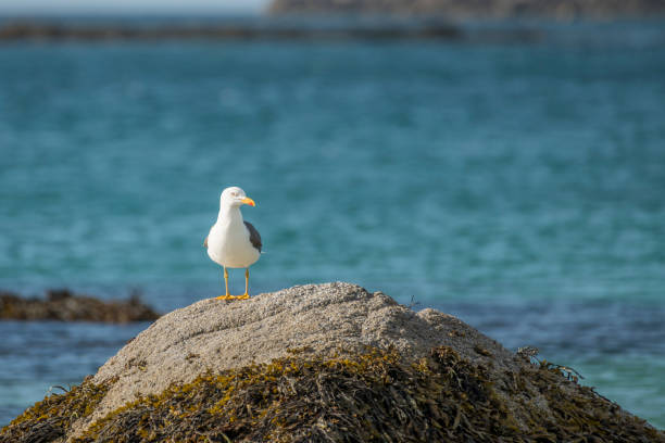 istock Seafull sitting on a rock covered with seaweed on Ramberg beach in Norway 1488142869