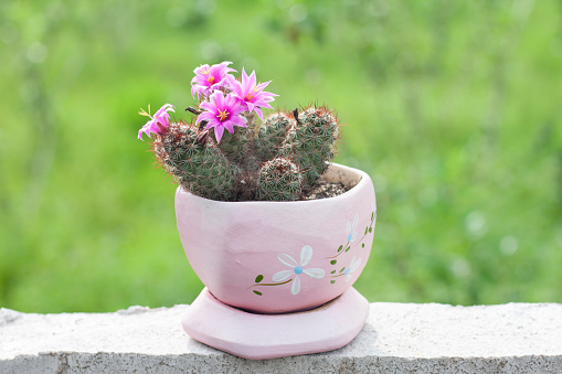 Pink flower of Mammillaria scrippsiana cactus bloom in pot on blur nature background.