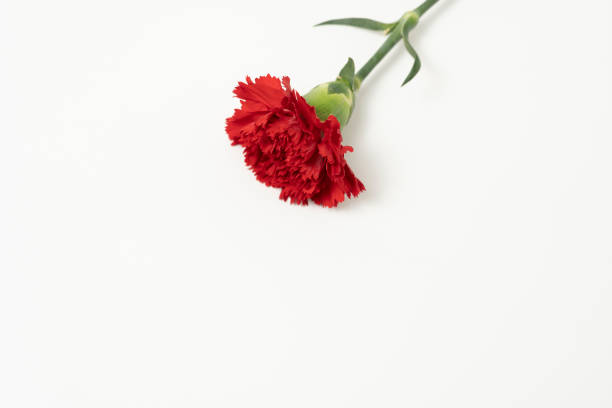 istock Carnation of love and respect 1488143546
