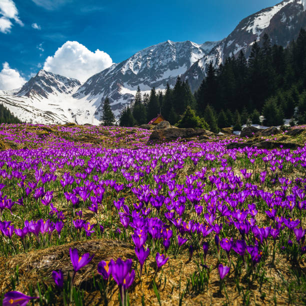 가파른 산비탈에 있는 보라색 크로커스 꽃, 카르파티아 산맥, 루마니아 - european alps carpathian mountain range evergreen tree tree 뉴스 사진 이미지