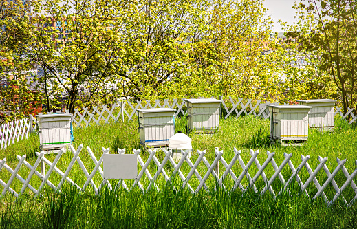 Colourful fresh green glade and white wooden beehives. Farming and sustainable agriculture in Europe