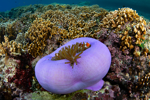 False clownfish, Amphiprion ocellaris, snuggle into the tentacles of a balled-up magnificent anemone in Raja Ampat, Indonesia. Anemones ball up when attacked by fish or at night.