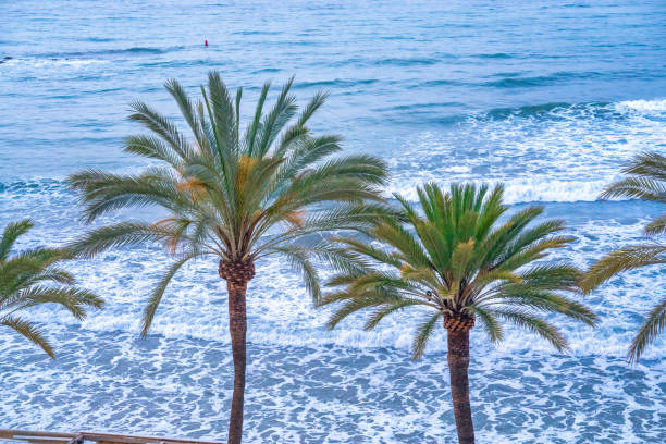 Aerial view of palms along a beautiful beach.