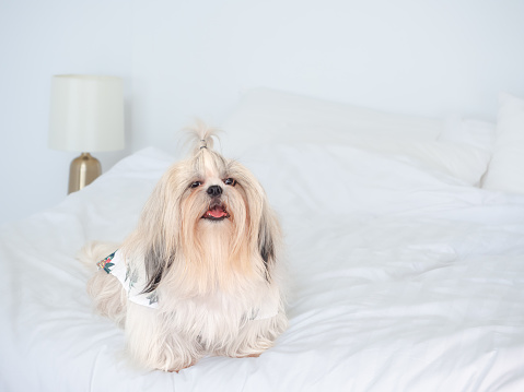 Cute furry Shih Tzu dog lying on the bed in the bedroom