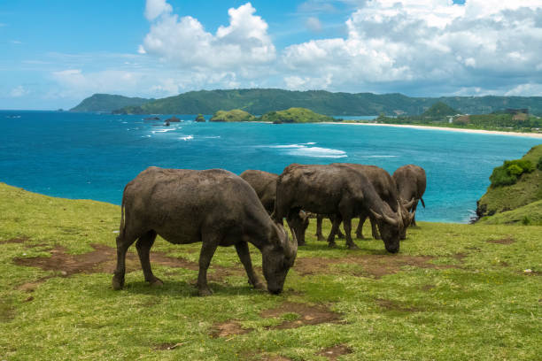 bufali d'acqua che vagano liberamente sulle colline della zona costiera di mandalika, reggenza di lombok, nusa tenggara occidentale, indonesia. - tenggara foto e immagini stock