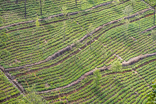 Newly planted tea fields on a steep valley side close to Lipton's Seat outside Ella in the Uva Province in Sri Lanka