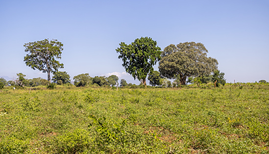 Large tree lining a field belonging to a organic farm in Telulla in the Uva Province in Sri Lanka