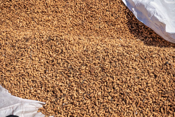 Freshly harvested organic peanuts put out to dry in the sun at a organic farm in Telulla in the Uva Province in Sri Lanka
