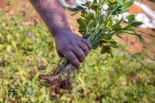 A farmer showing how peanuts are growing beneath the surface and showing a bunch of plants at a organic farm in Telulla in the Uva Province in Sri Lanka