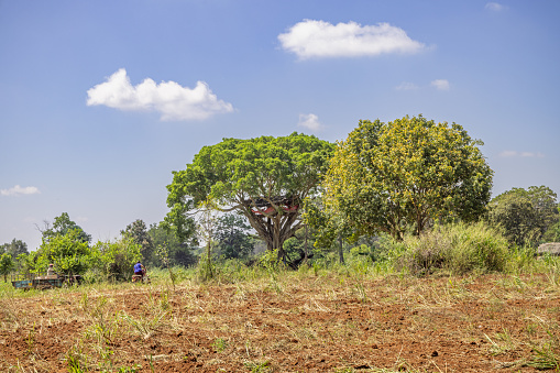 Tellula, Uva Province, Sri Lanka - February 14th 2023: Farm worker beside a newly plowed field with red earth and a tall tree with a small house used for outlook for wild elephants