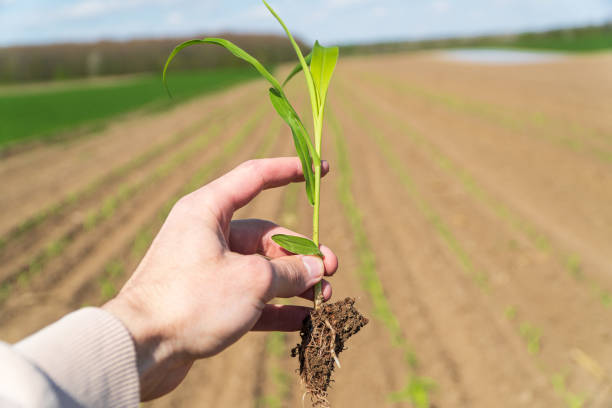 istock Farmer in a field holding green corn sprouts in his hands. Growing corn 1488149990