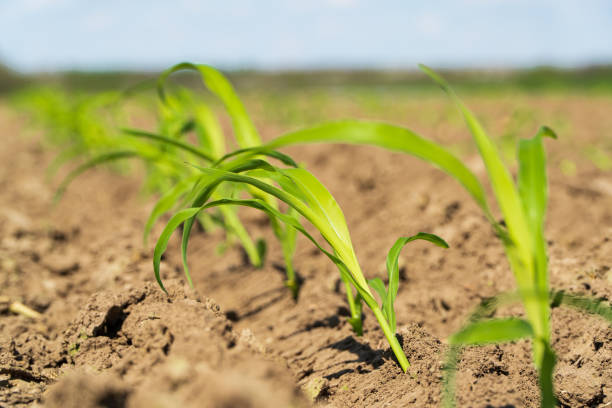 istock Corn sprout grow in soil. Corn sprout close up 1488150064