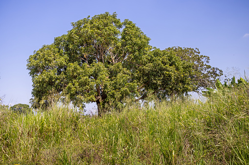 Large tree lining a field belonging to a organic farm in Telulla in the Uva Province in Sri Lanka