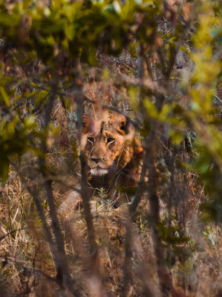 istock Male Lion 1488150135