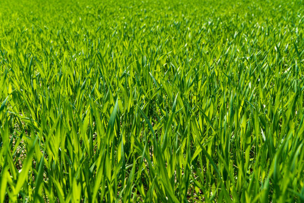 istock Green wheat field. Young green wheat 1488150139