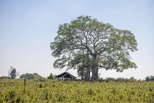 Tellula, Uva Province, Sri Lanka - February 15th 2023: Small tree in the shadow of a large tree in the fields of a organic farm