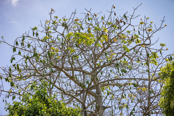 The fruits from the cotton tree or the Malabar silk-cotton tree is still a popular crop because the fiber can be used in a lot of things as an alternative to real cotton. This one is seen on land belonging to a organic farm in Telulla in the Uva Province in Sri Lanka