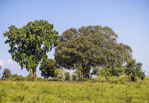 Large tree lining a field belonging to a organic farm in Telulla in the Uva Province in Sri Lanka