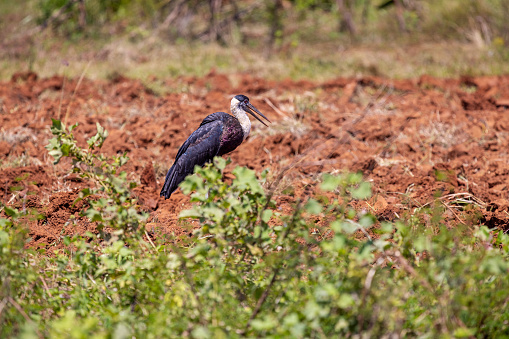An Asian woolly-necked stork standing at a newly plowed field looking for food at a organic farm in Telulla in the Uva Province in Sri Lanka