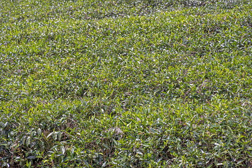 Leaves on top of tea bushes in the tea fields on a steep valley side close to Lipton's Seat outside Ella in the Uva Province in Sri Lanka