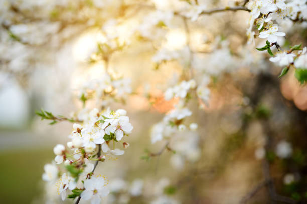 istock Beautiful cherry tree blossoming on spring. Beauty in nature. Tender cherry branches on sunny day outdoors. 1488151534