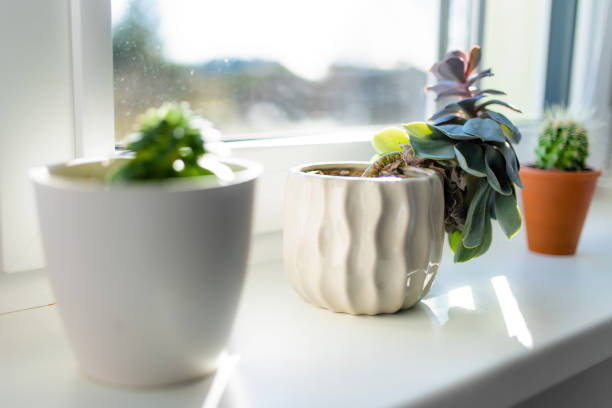 istock Assorted cactus and succulent plants in colourful flower pots on a windowsill. Decorating house windows at summer. 1488151811