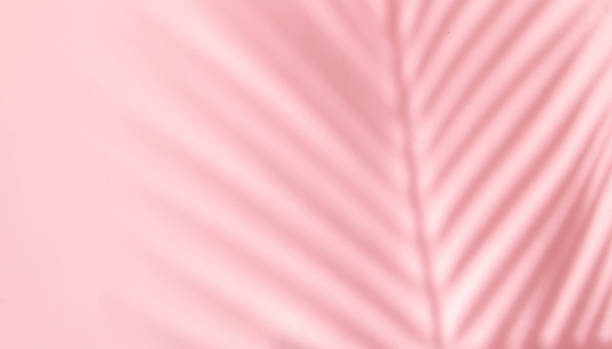 istock Summer aesthetic layout with palm leaf shadow on pastel pink background. 80s or 90s retro idea. Minimal summer fashion idea. 1488152080