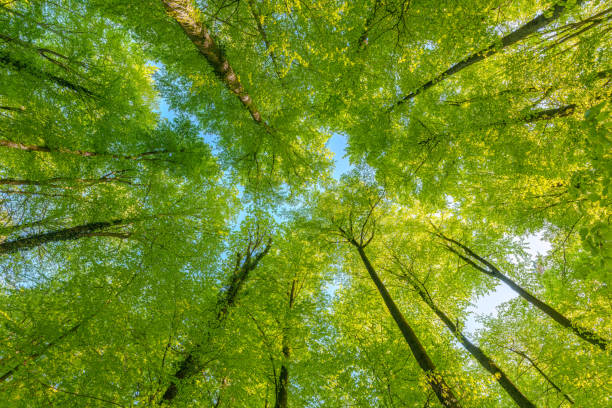 istock Springtime forest with setting sun shining through leaves and branches. Nature, forestry, habitat, environment and sustainability concepts 1488152105
