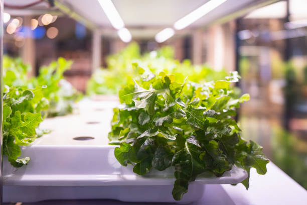 istock Organic hydroponic vegetable grow with LED Light Indoor farm, Agriculture Technology. 1488152162