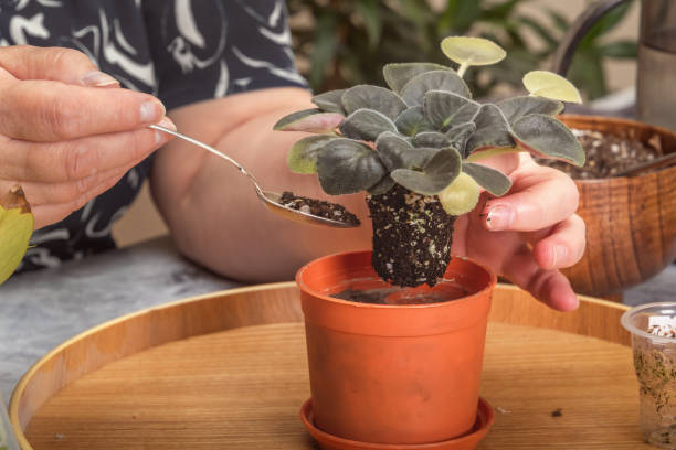 istock Transplanting a violet flower (saintpaulia) into a larger pot. Close-up 1488153431
