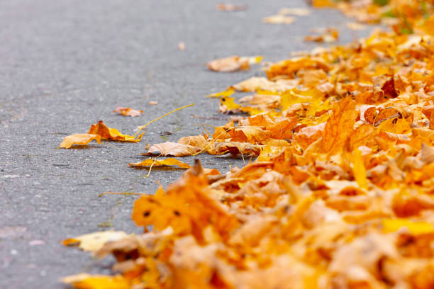 Curve asphalt road in autumn fall forest. Autumnal background. Selective focus. High quality photo