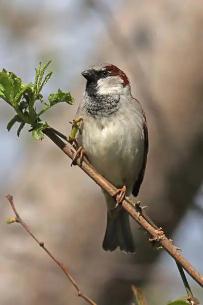 03 april 2023, Garche, Thionville, Portes de France, Moselle, Lorraine, Grand est, France. It's spring. In a hedge surrounding a garden, a male House Sparrow perched on a small branch. The bird faces the lens and looks away.