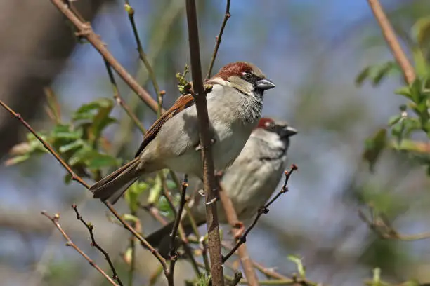 03 april 2023, Garche, Thionville, Portes de France, Moselle, Lorraine, Grand est, France. It's spring. In a hedge surrounding a garden, two male House Sparrows perched on a small branch. The two birds are in profile.