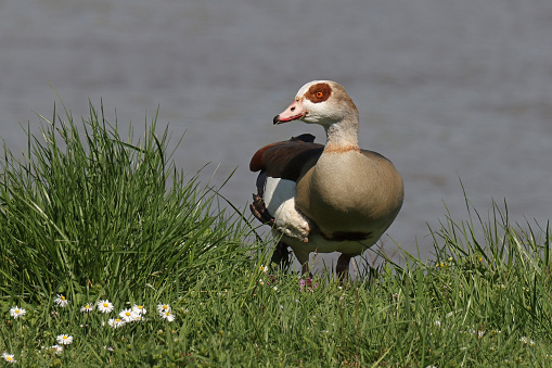 Ouette d'Egypte - Egyptian Goose (Alopochen aegyptiaca).