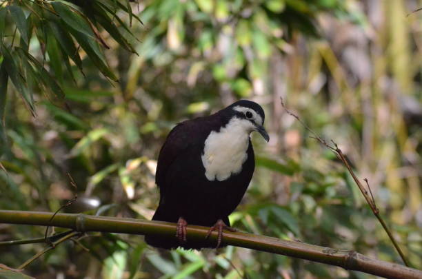 istock White-Breasted Ground Dove Bird 1488156582