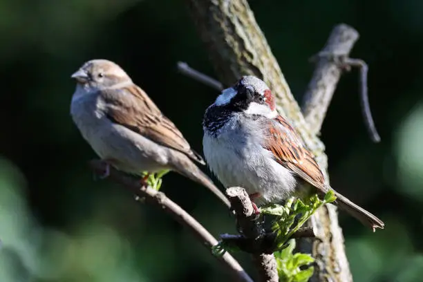 05 april 2023, Yutz, Basse Yutz, Thionville, Portes de France, Moselle, Lorraine, Grand est, France. It's spring. In the garden, two House Sparrows perched on a trimmed tree. In the foreground, the male looks towards the lens. He seems proud to rub shoulders with the female who is in the background.