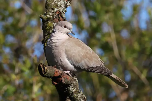 05 april 2023, Yutz, Basse Yutz, Thionville, Portes de France, Moselle, Lorraine, Grand est, France. It's spring. In the garden, a Eurasian Collared Dove perched on a large dead branch of a cherry tree. The bird is in profile and looks behind him.