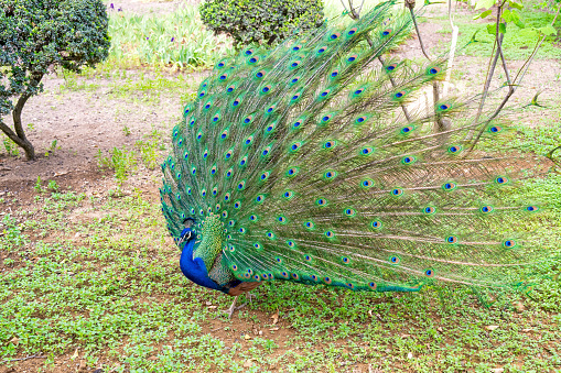 Close-up portrait of a male peacock displaying beautiful plumage.