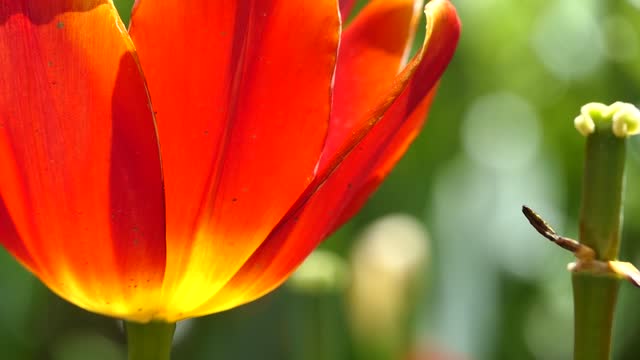 red and yellow tulips swaying in the wind