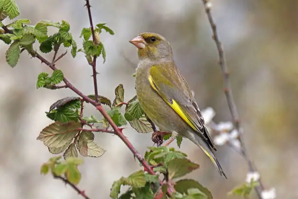 06 april 2023, Yutz, Basse Yutz, Thionville, Portes de France, Moselle, Lorraine, Grand est, France. It's spring. A European Greenfinch perched on one of the tallest branches of a hedge. The bird looks serious. He is in profile.