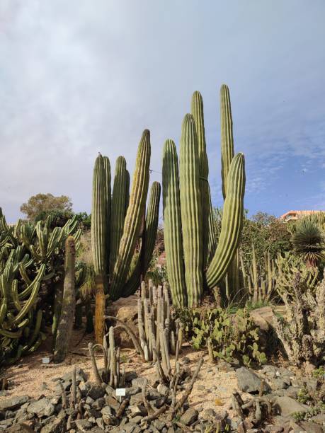 istock a very cactus vera in the desert 1488160703