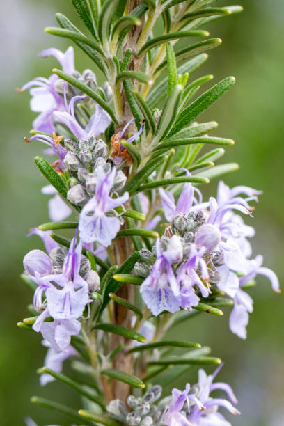 Sprigs of fresh rosemary with delicate white flowers lie on a woven mat, ready for culinary or aromatherapy use