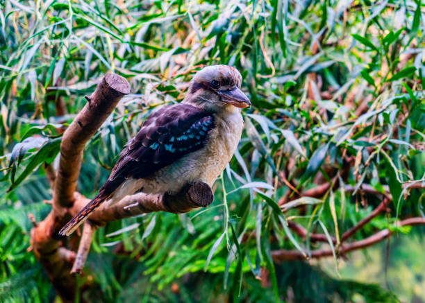 istock Seattle Zoo Kookaburra 1488161458