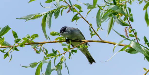 istock A sylvia atricapilla - Eurasian Blackcap male 1488161611