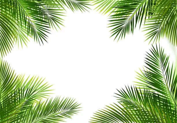 Vector illustration of Tropical Palm Leaves Frame Isolated White Background